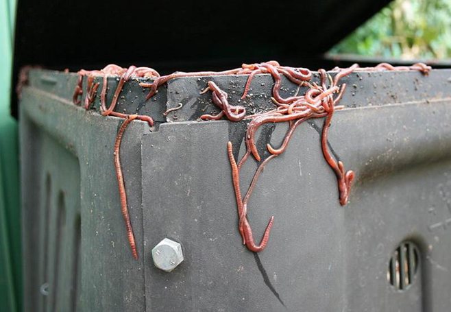 worms on composting bin 